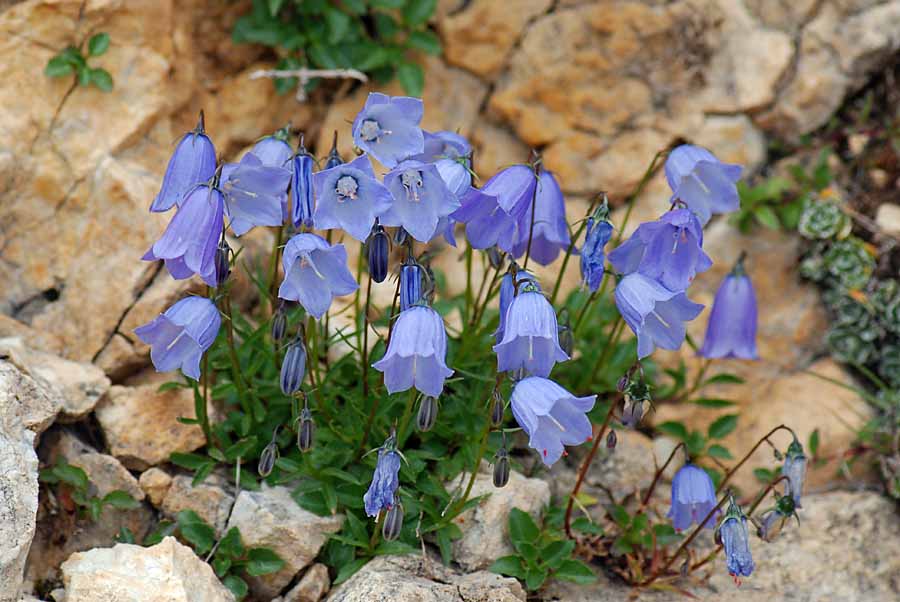 Campanula cochleariifolia / Campanula a foglie di coclearia